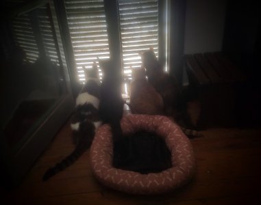 Companion Animal Care Education & Wellness Guidance