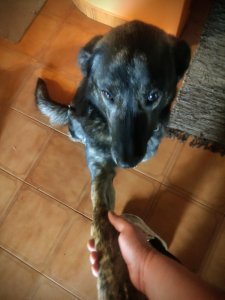 Companion Animal Care Education & Wellness Guidance